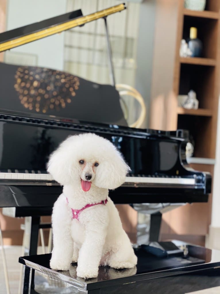 GiGi L'Amour, a Poodle (Small) tested with EmbarkVet.com