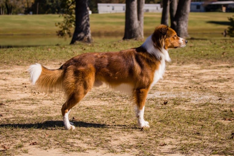 Mac, an English Shepherd tested with EmbarkVet.com