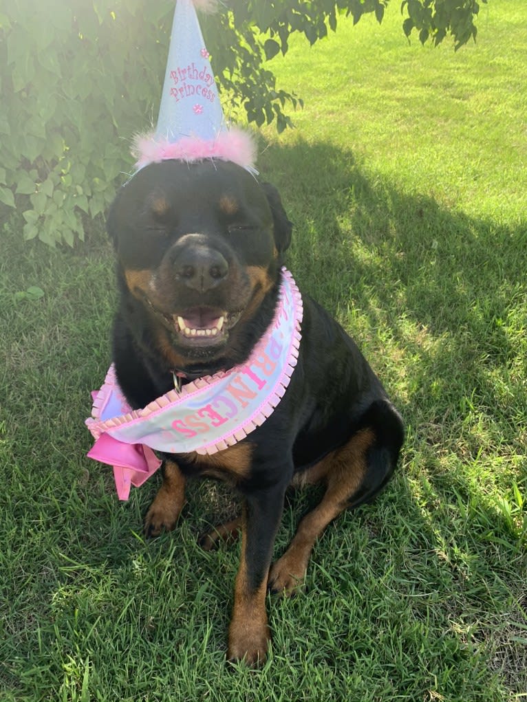 Emma Lou, a Rottweiler tested with EmbarkVet.com