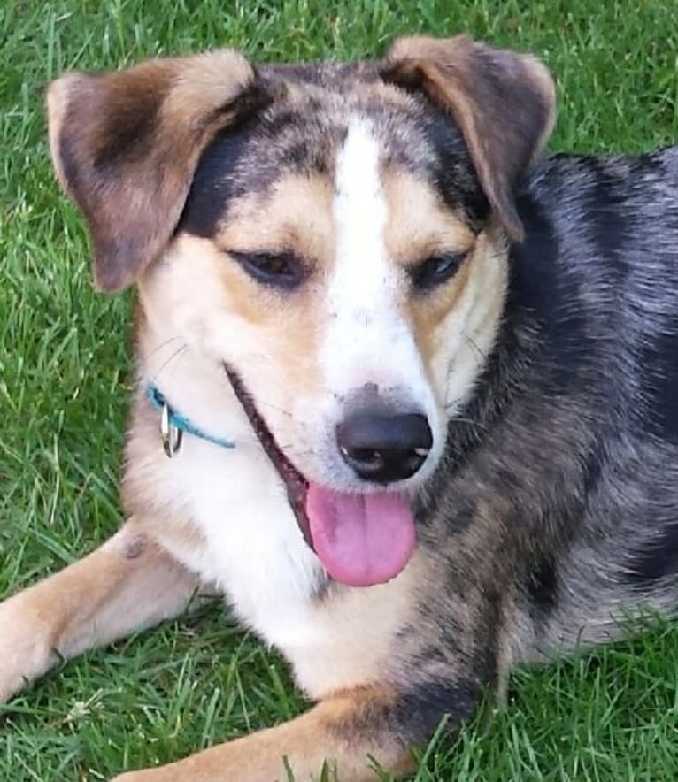 Loki, a Beagle and Australian Shepherd mix tested with EmbarkVet.com