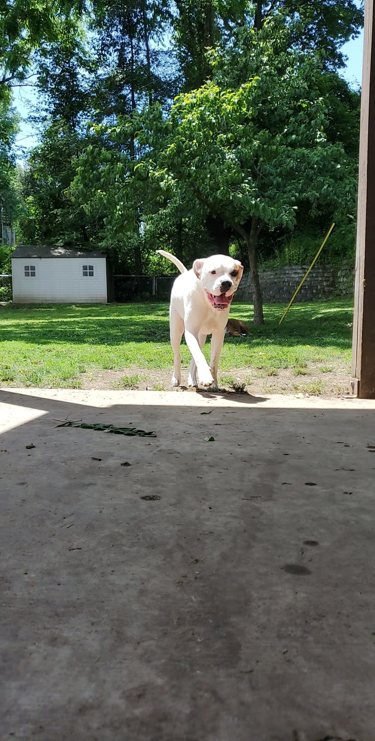 Thorsen, a Boxer and Saint Bernard mix tested with EmbarkVet.com