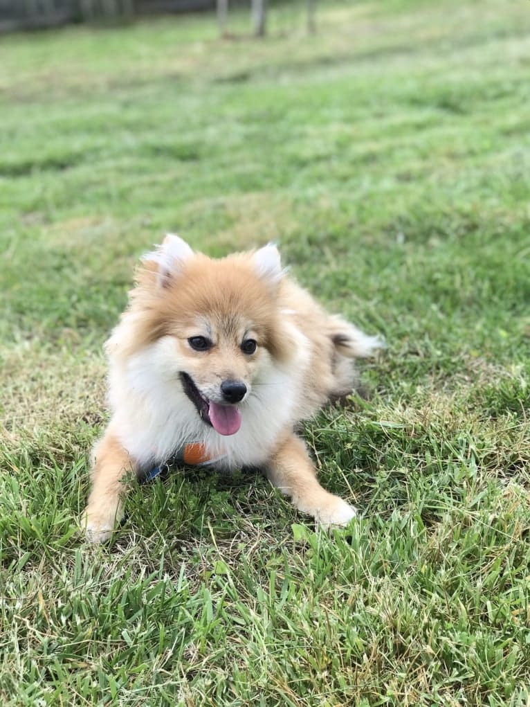 Tucker, a Pomeranian tested with EmbarkVet.com