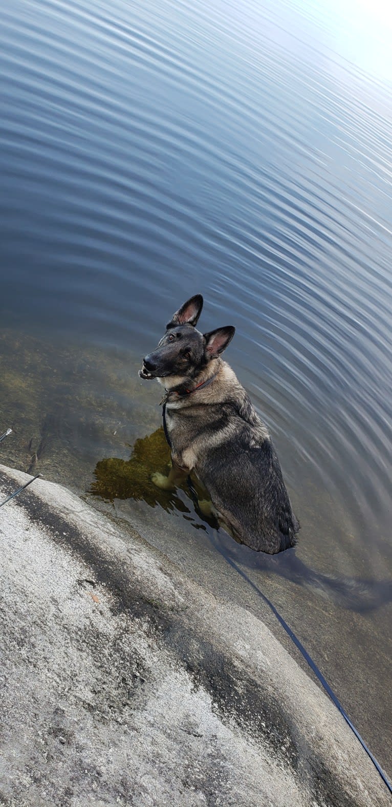 Balto, a German Shepherd Dog tested with EmbarkVet.com