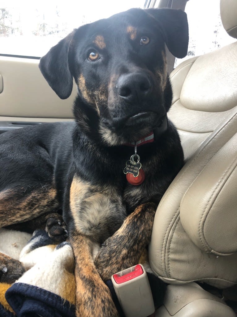 Murphy, a Bullmastiff and German Shepherd Dog mix tested with EmbarkVet.com