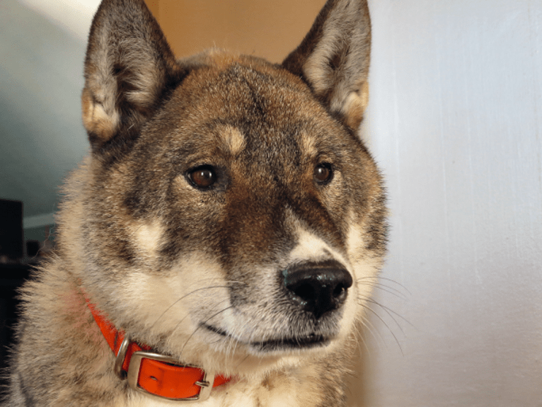 TK, a Shikoku tested with EmbarkVet.com