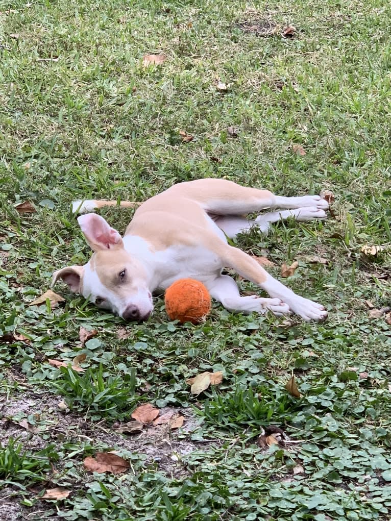 Miah, an American Pit Bull Terrier tested with EmbarkVet.com