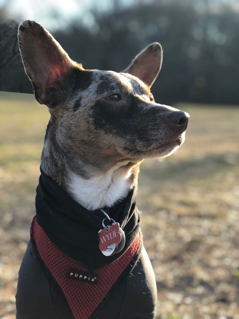 Wylie, a Chihuahua and Beagle mix tested with EmbarkVet.com