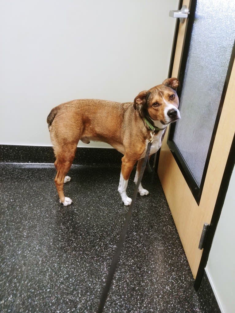 Goblin, an Australian Shepherd and American Bully mix tested with EmbarkVet.com