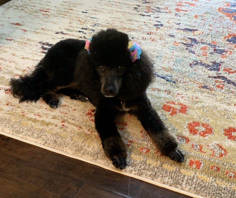 Clara, a Poodle (Small) tested with EmbarkVet.com