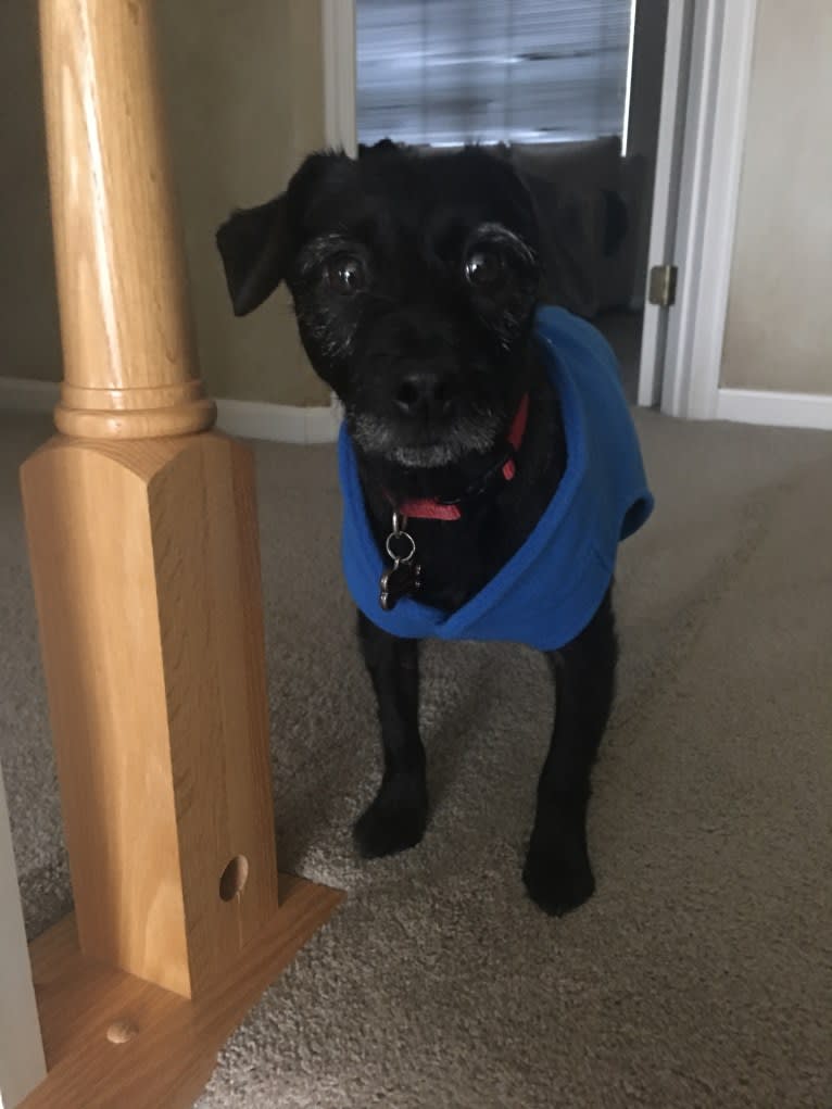 Danny, a Cairn Terrier and Shih Tzu mix tested with EmbarkVet.com