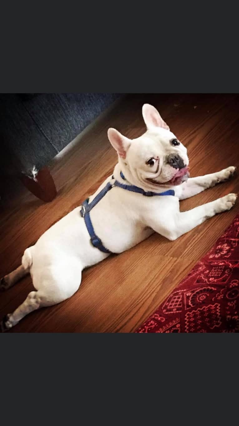 Photo of Monti, a French Bulldog  in 608 6th St SW, Waseca, MN, USA
