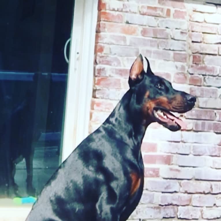 Vito, a Doberman Pinscher tested with EmbarkVet.com