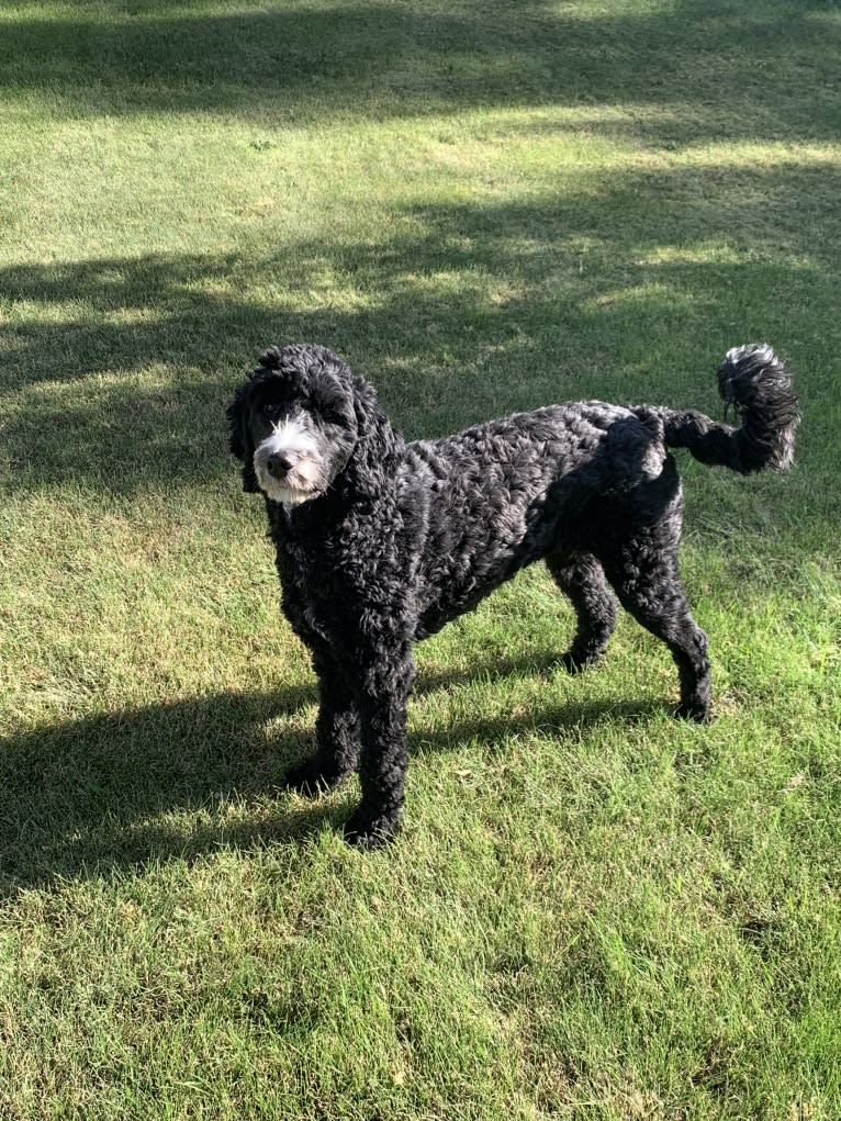 Malibu, a Goldendoodle tested with EmbarkVet.com