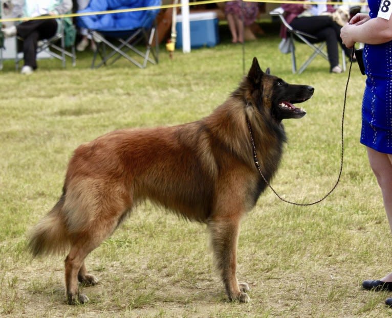 Faro, a Belgian Shepherd tested with EmbarkVet.com