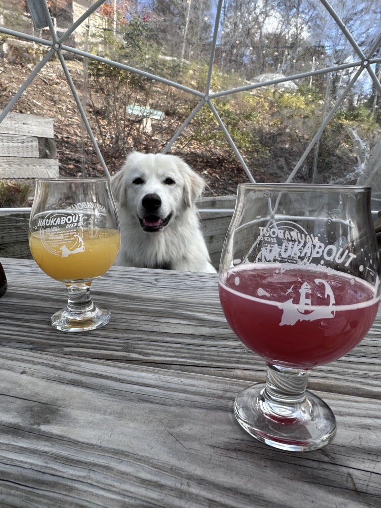 Tundra, a Great Pyrenees tested with EmbarkVet.com