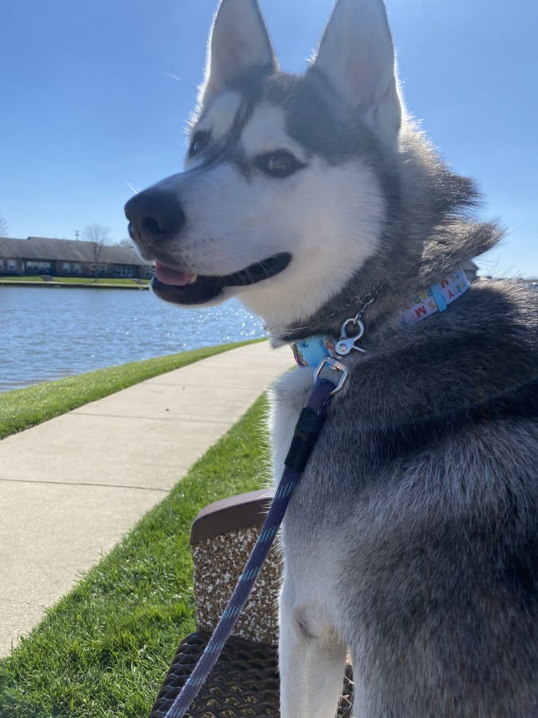 Storm, a Siberian Husky and American Pit Bull Terrier mix tested with EmbarkVet.com
