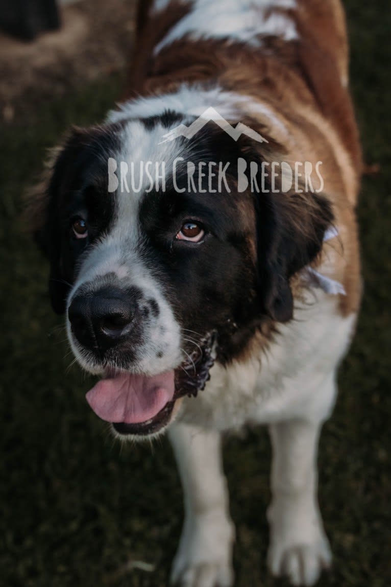 Sadie, a Saint Bernard tested with EmbarkVet.com