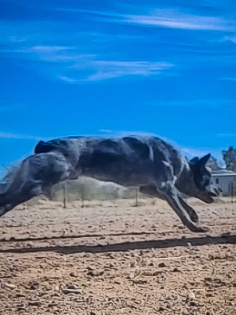 Bruce, an Australian Cattle Dog tested with EmbarkVet.com