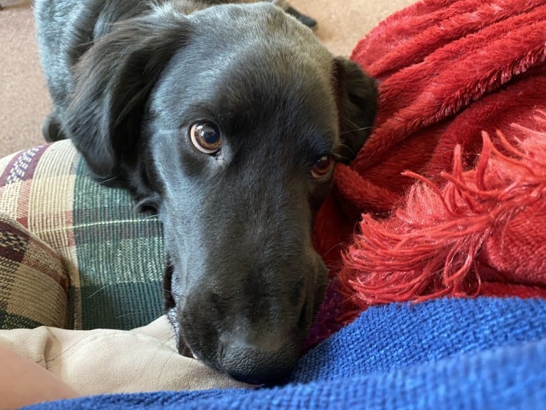 Care Bear Ross, a Labrador Retriever and Australian Cattle Dog mix tested with EmbarkVet.com