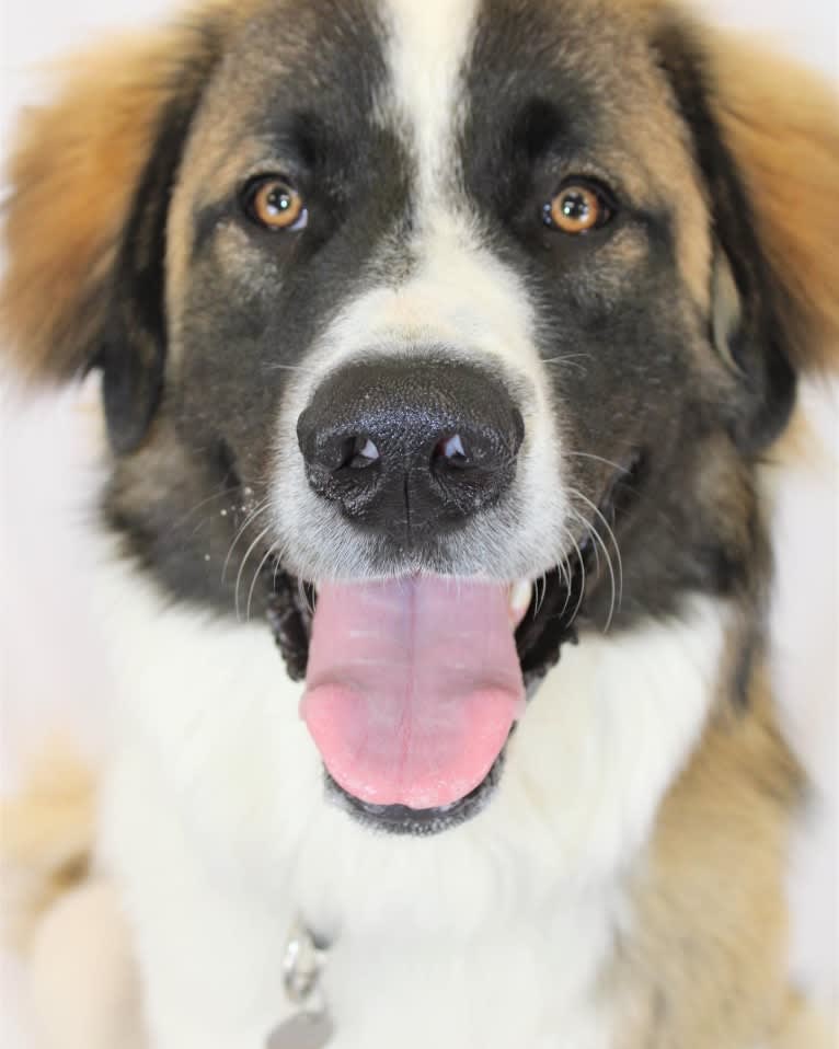 Clyde, an Anatolian Shepherd Dog and Great Pyrenees mix tested with EmbarkVet.com