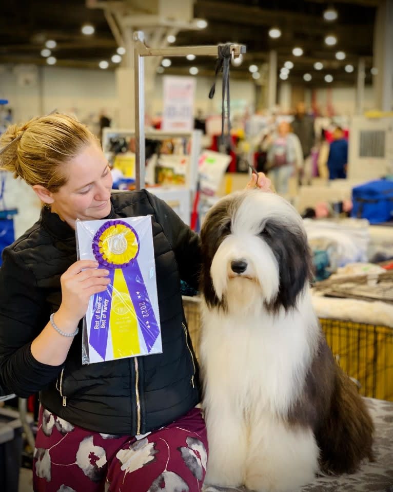 Betty, a Bearded Collie tested with EmbarkVet.com