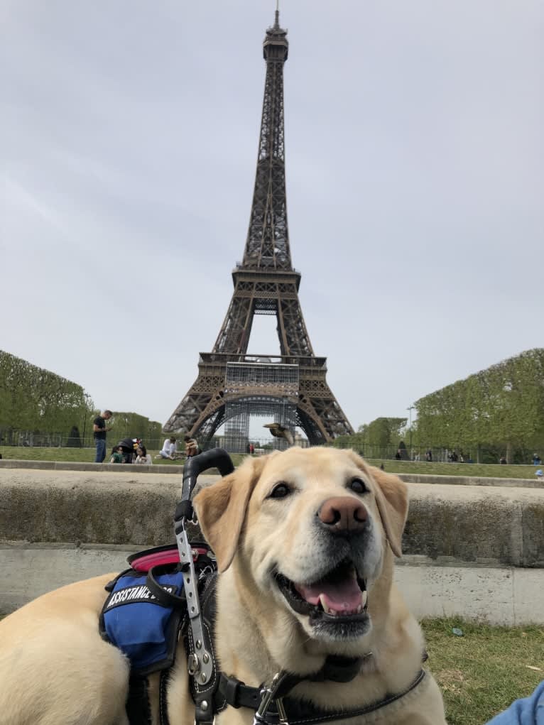 Brae, a Labrador Retriever tested with EmbarkVet.com