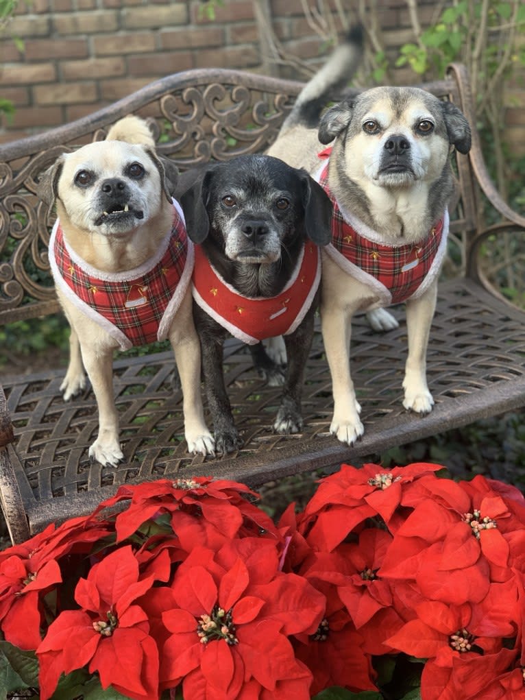 Zeus, a Pug and Rat Terrier mix tested with EmbarkVet.com