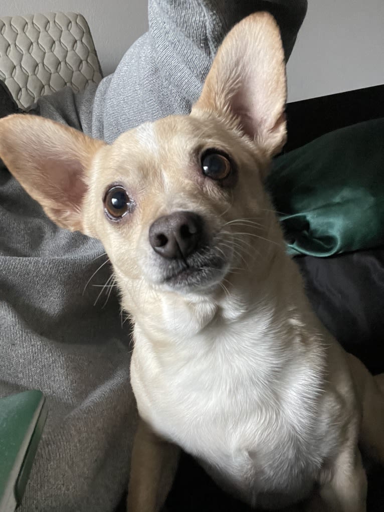 Elliot, a Chihuahua and Miniature Pinscher mix tested with EmbarkVet.com