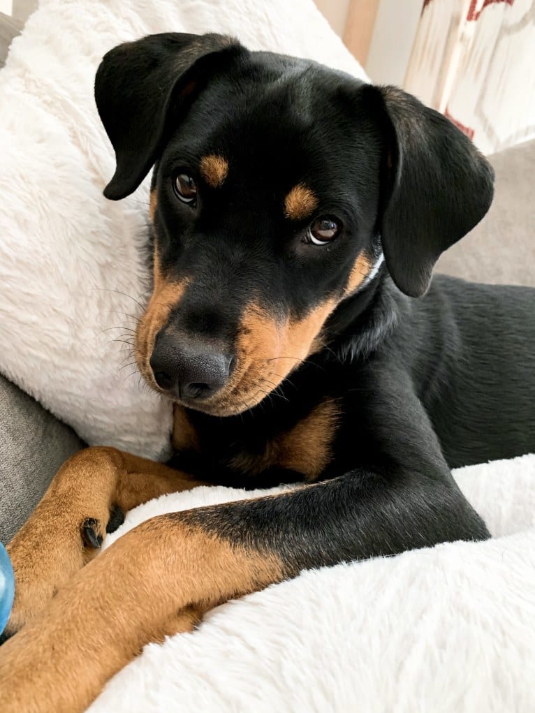 Lucy, a Rottweiler and Labrador Retriever mix tested with EmbarkVet.com