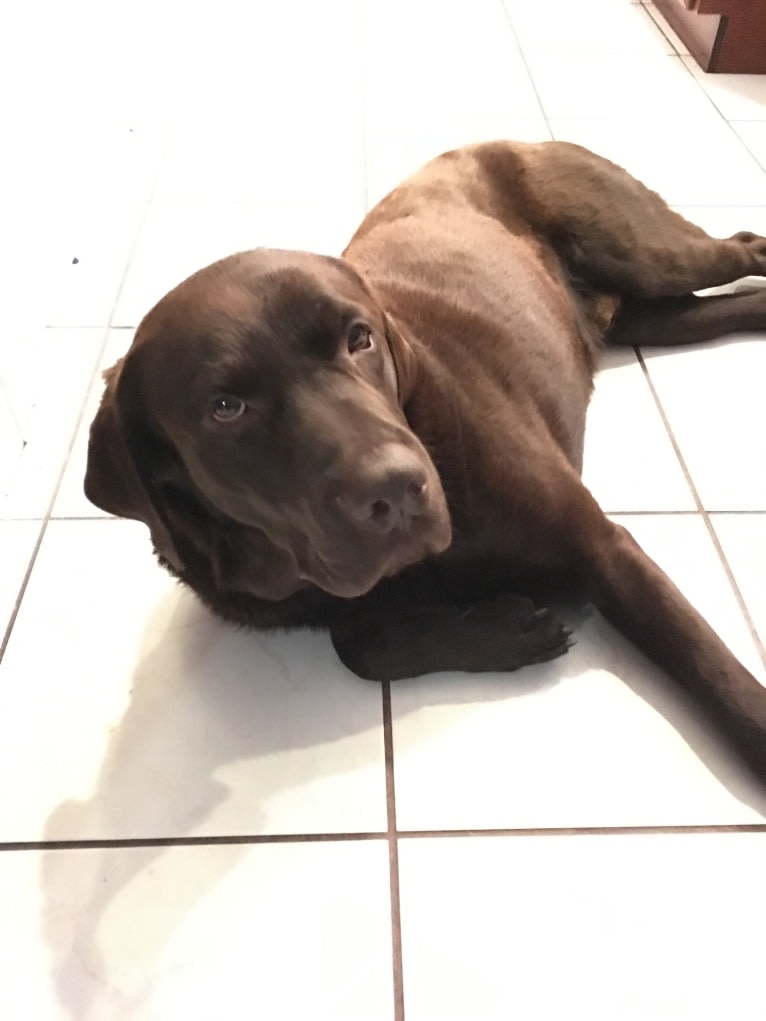 Zeke, a Labrador Retriever tested with EmbarkVet.com