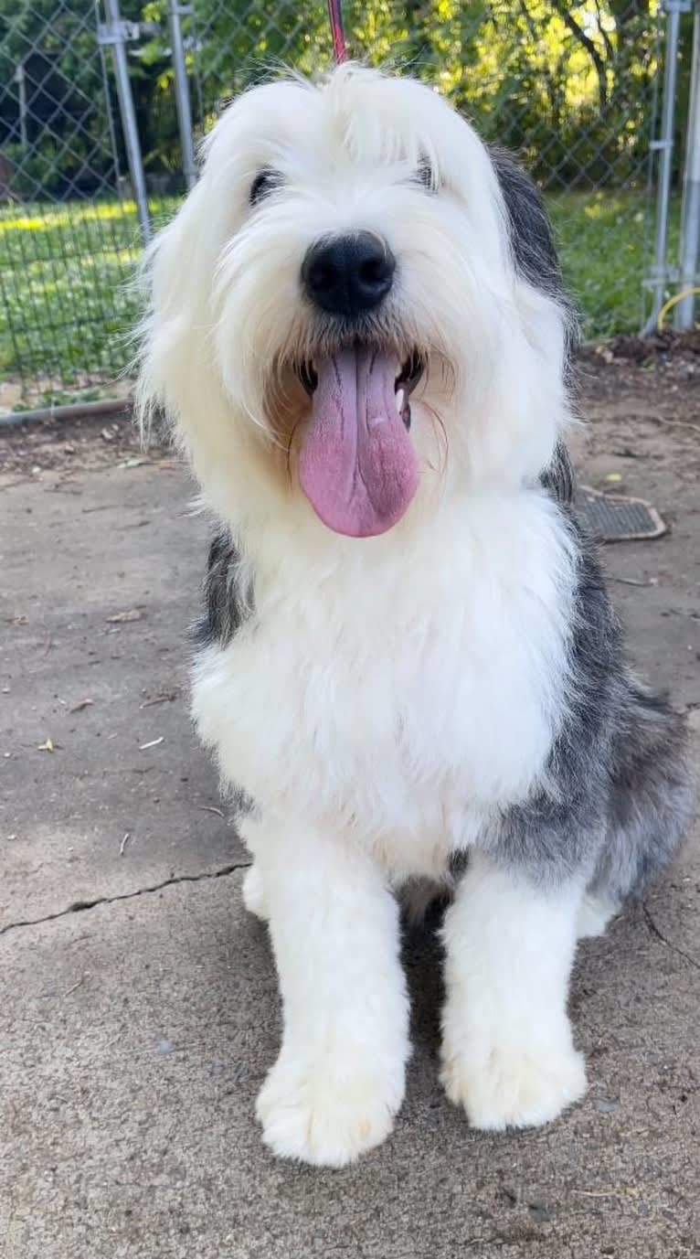 Maggie, an Old English Sheepdog tested with EmbarkVet.com