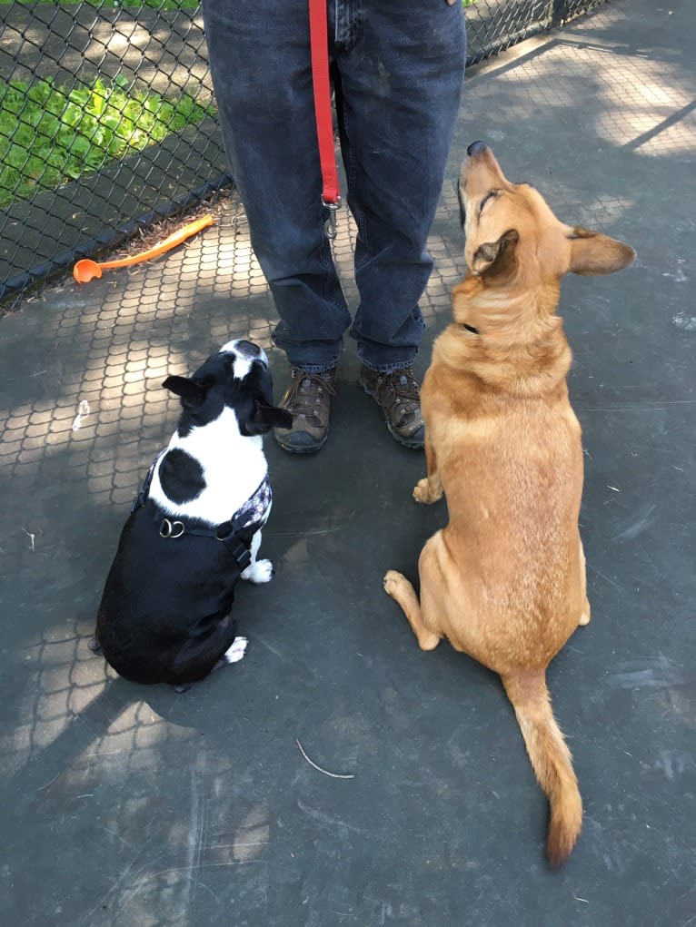 Scotchie, a Siberian Husky and German Shepherd Dog mix tested with EmbarkVet.com