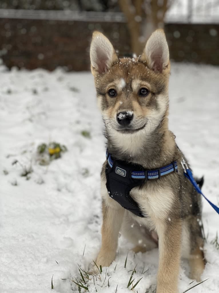 Stella, an Alaskan Klee Kai and Shiba Inu mix tested with EmbarkVet.com