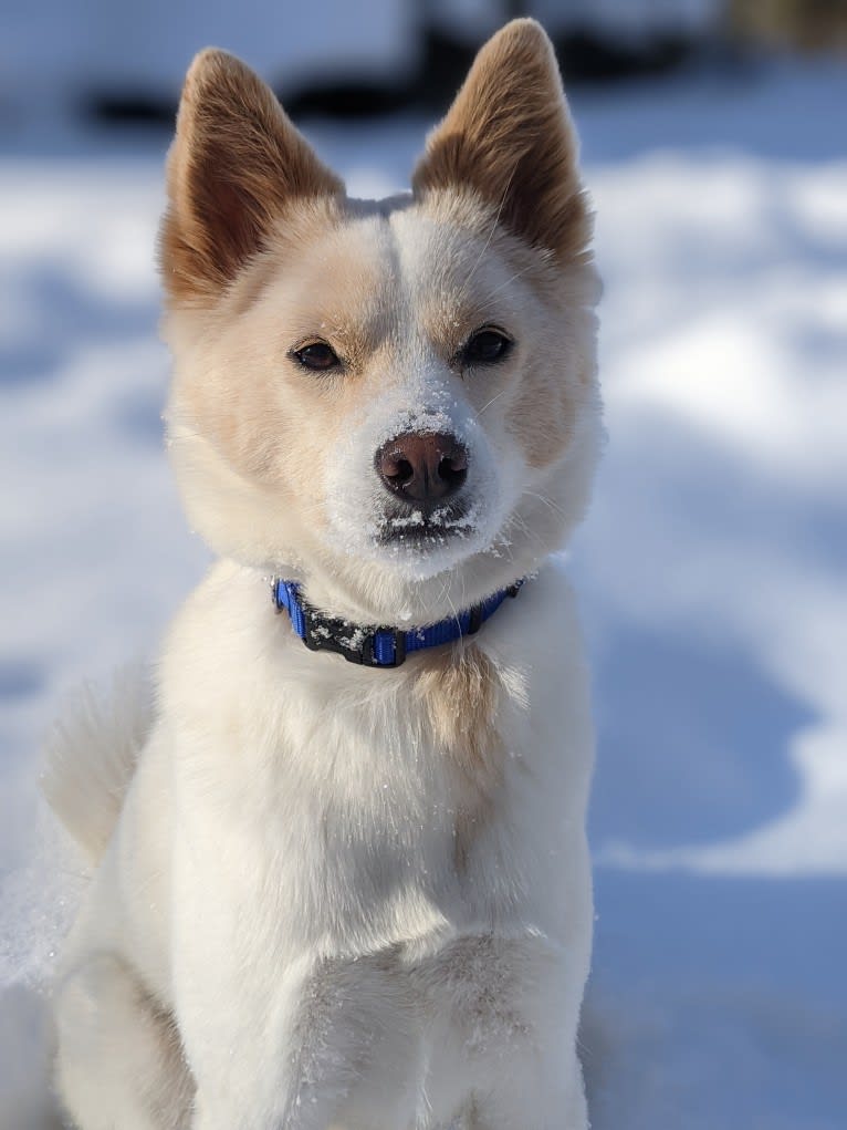 Artemis, a Japanese or Korean Village Dog tested with EmbarkVet.com