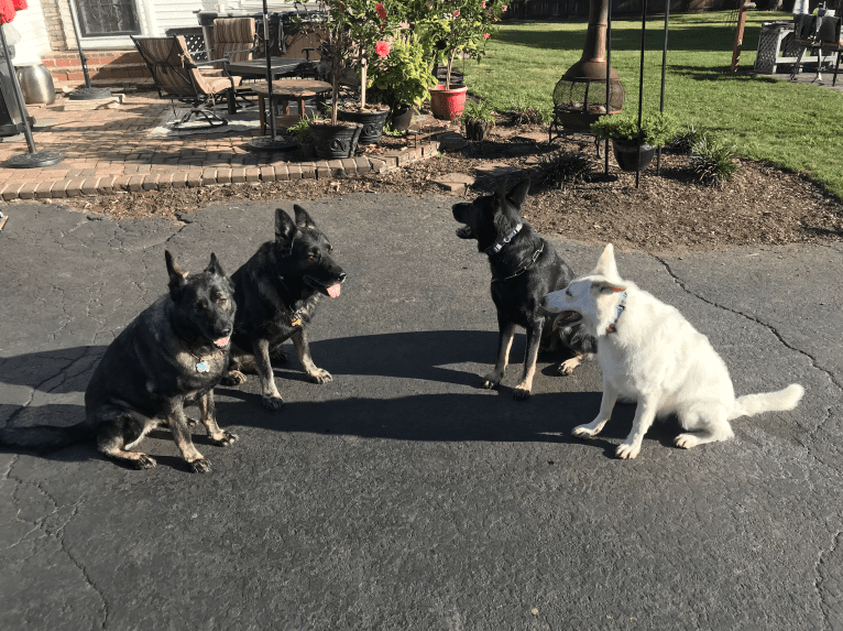 Lawine, a German Shepherd Dog tested with EmbarkVet.com