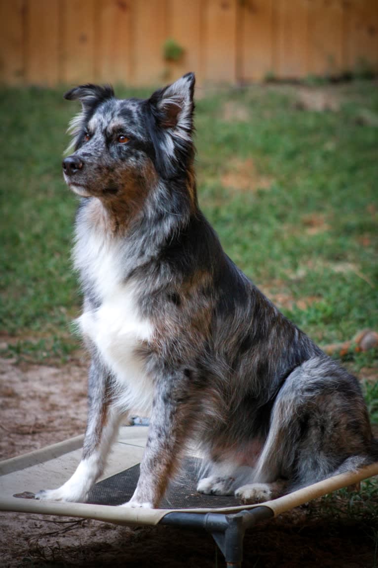 Dakota, an Australian Shepherd tested with EmbarkVet.com