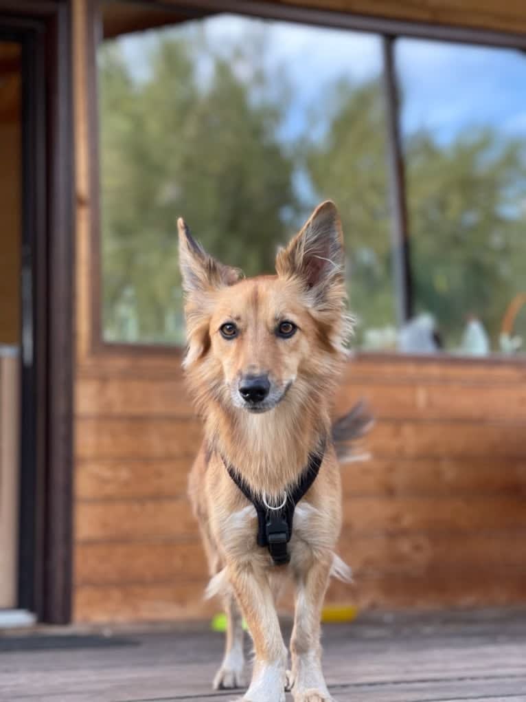 Julia, a Central Asian Village Dog tested with EmbarkVet.com