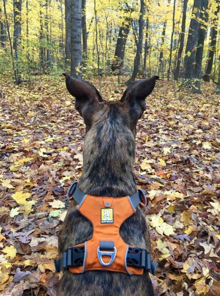 Quinn, an American Pit Bull Terrier and Australian Cattle Dog mix tested with EmbarkVet.com