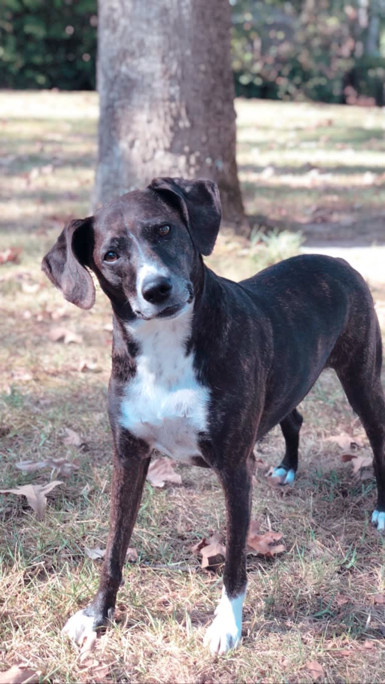 Hannah, a Mountain Cur tested with EmbarkVet.com