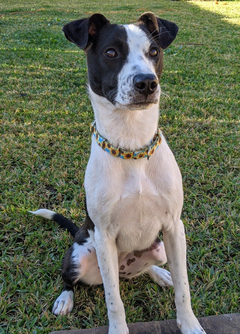 "Tama" Tamago, an American Pit Bull Terrier and Australian Cattle Dog mix tested with EmbarkVet.com