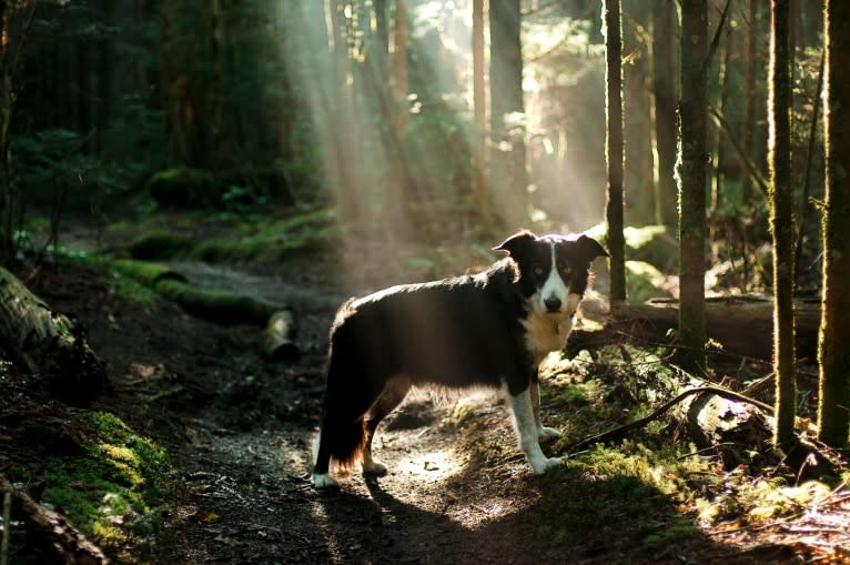 Jack, a Border Collie tested with EmbarkVet.com