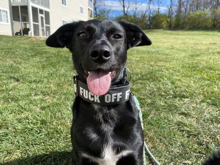 Nala, a Border Collie and American Pit Bull Terrier mix tested with EmbarkVet.com