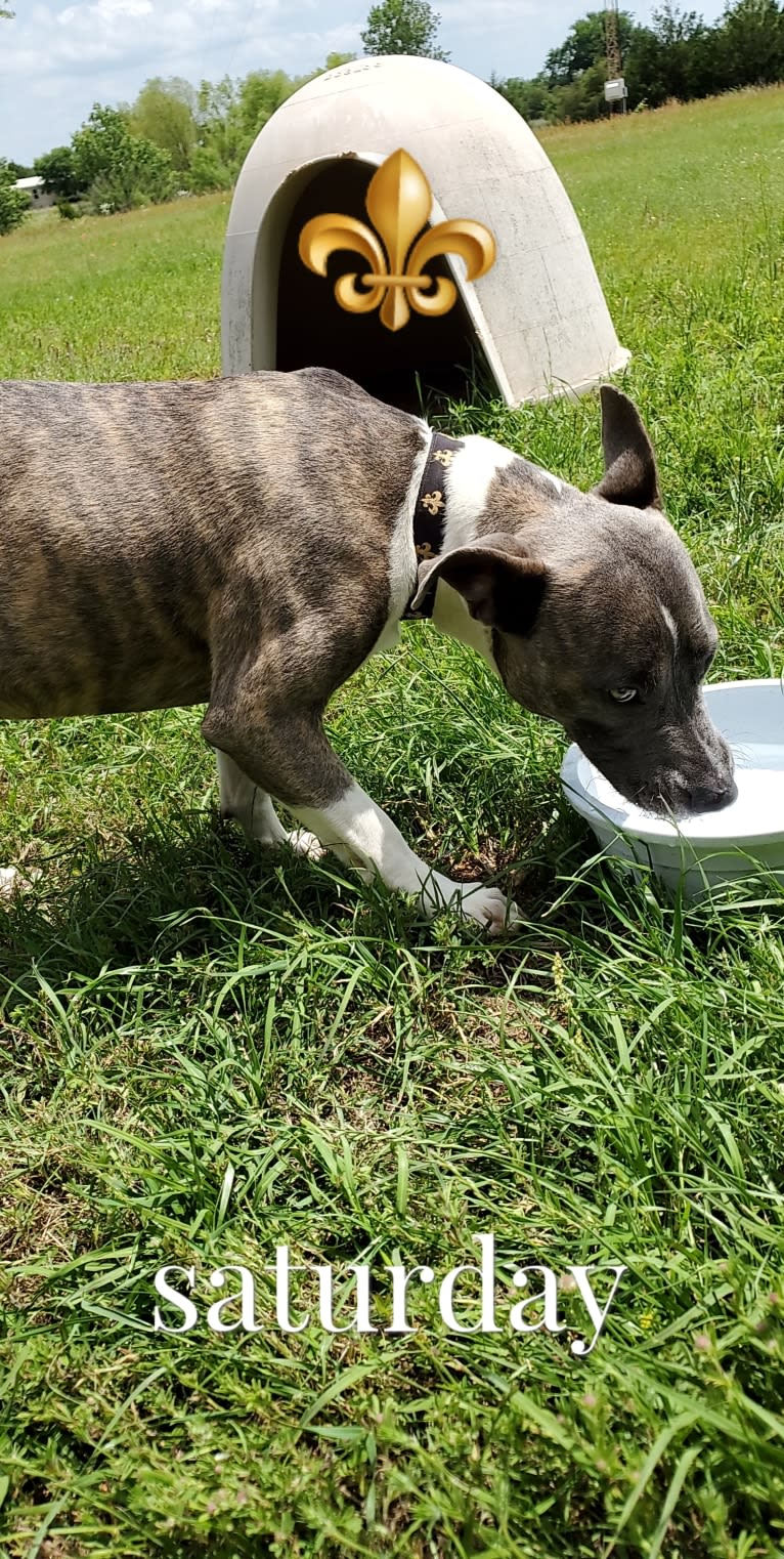 SAINT, an American Pit Bull Terrier and American Staffordshire Terrier mix tested with EmbarkVet.com