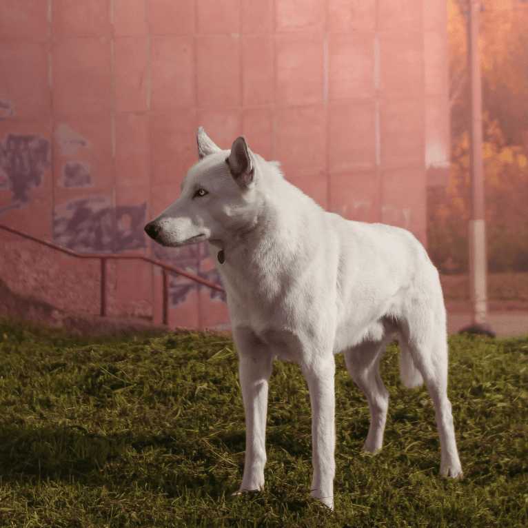 DEMON, a Gerberian Shepsky (5.0% unresolved) tested with EmbarkVet.com