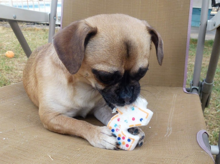 Lola, a Chug tested with EmbarkVet.com