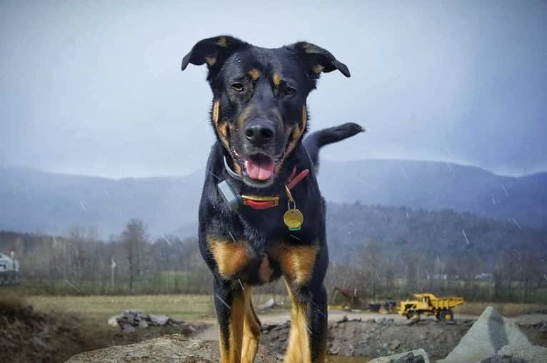 Loki • Sylvalo's Mischief Managed, a German Shepherd Dog and Rottweiler mix tested with EmbarkVet.com