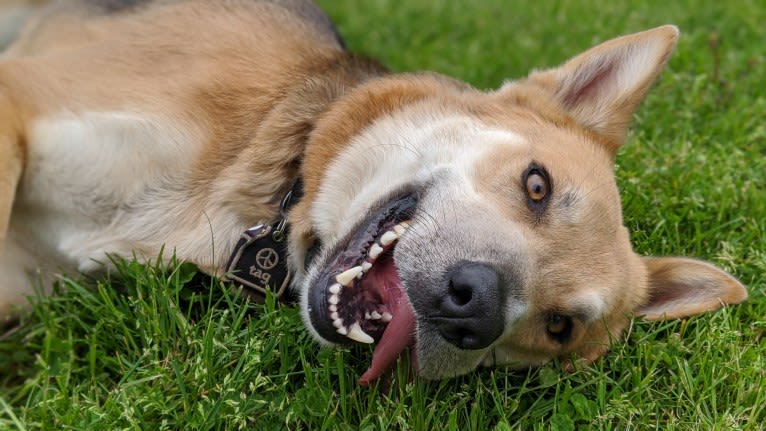 Loki, a German Shepherd Dog and Siberian Husky mix tested with EmbarkVet.com