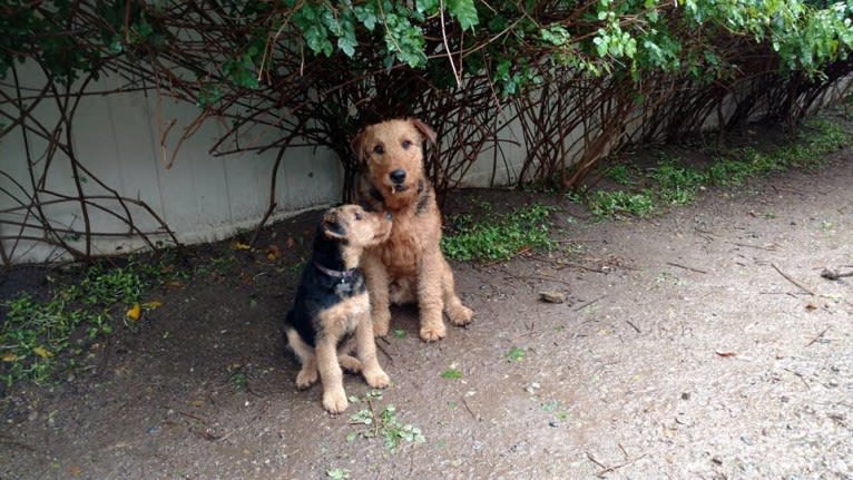 Kratos, an Airedale Terrier tested with EmbarkVet.com