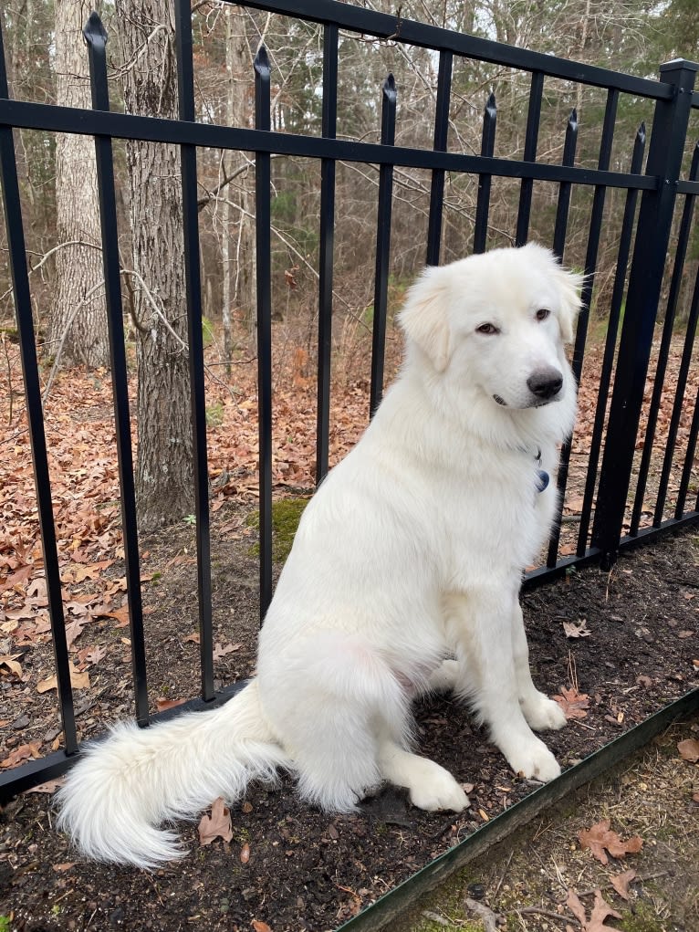 Tundra, a Great Pyrenees tested with EmbarkVet.com