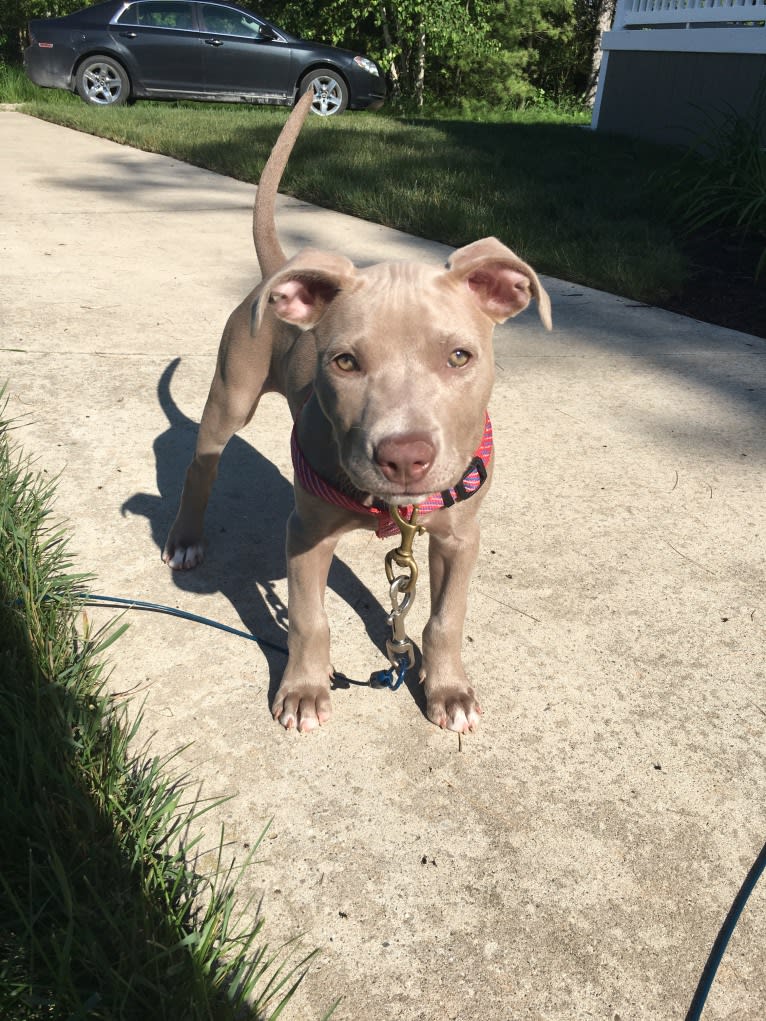 Mira, an American Pit Bull Terrier and American Bulldog mix tested with EmbarkVet.com